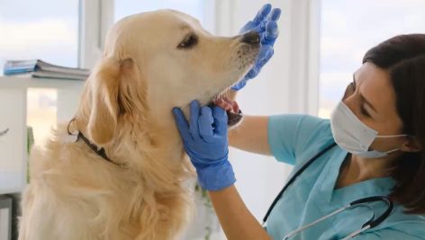 Golden Retriever Examination